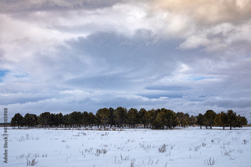 custom made wallpaper toronto digitalgreen trees in snowy landscape