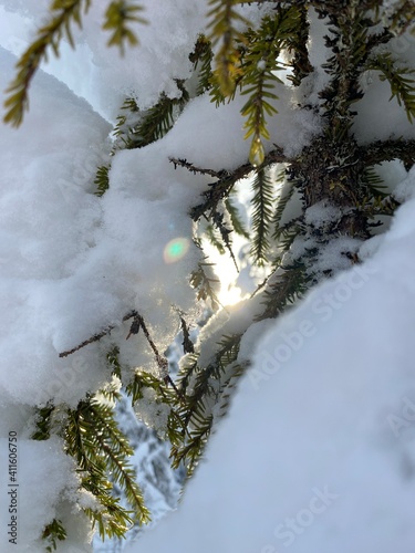 A ray of sunshine in the winter forest