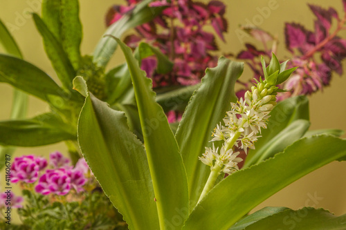 Eukomis   Eucomis zambesiaca  on the background of pelargonium and coleus.