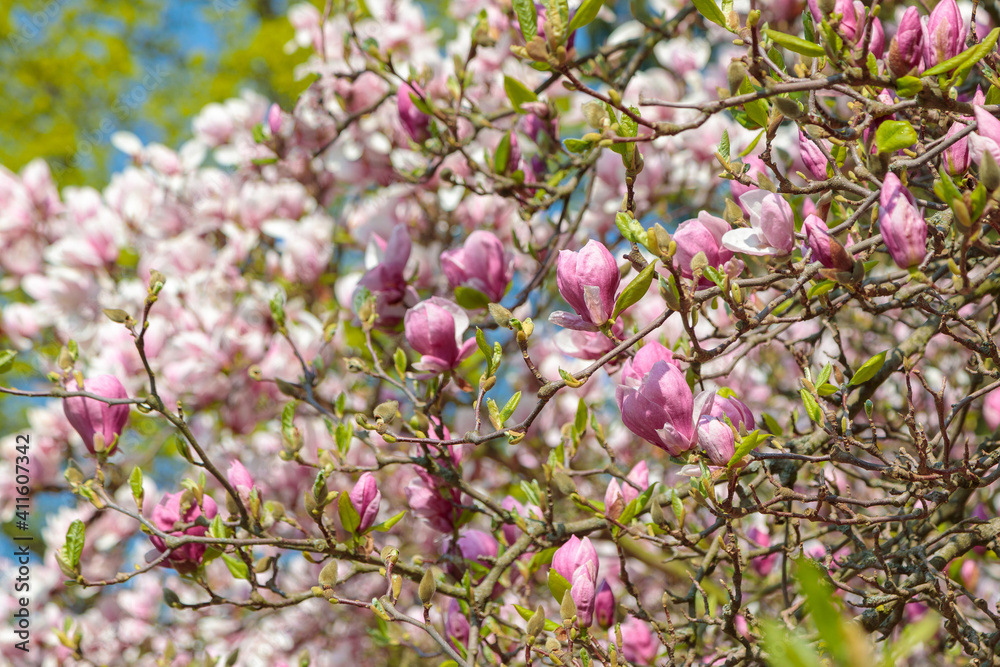 Blooming beautiful magnolia. Delicate pink petals are illuminated by the spring sun. Blooming beautiful magnolia. Delicate pink petals are illuminated by the spring sun.