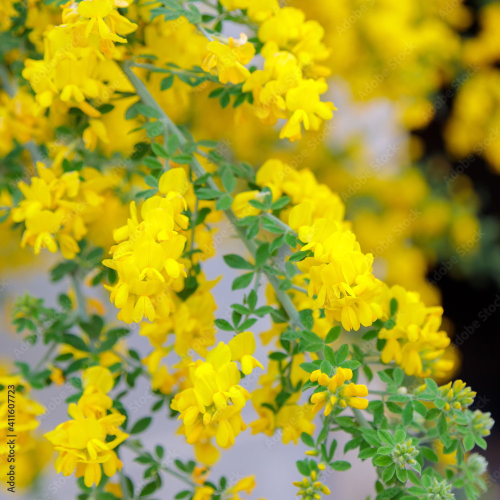 Obraz premium Yellow acacia blooms in spring. Many small flowers on one branch