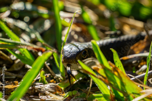 Southern Black Racer (Coluber constrictor ssp. priapus) snake in grass close up with tongue out photo