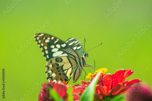 Wallpaper Mural Monarch orange butterfly and bright summer flowers on a background of blue foliage in a fairy garden. Macro artistic image. Torontodigital.ca