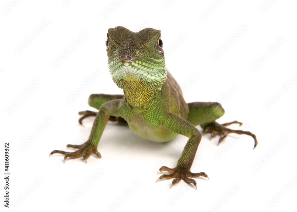 Fototapeta premium Green Chinese Water dragon