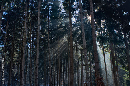 Sonnenstrahlen durchbrechen einen Fichtenwald © Erik