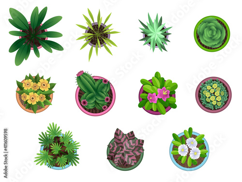 Collection of plant top view in pots. Home plant set. Cactus, green leaves concept. Interior house gardening design. Set of different house plants with flowers