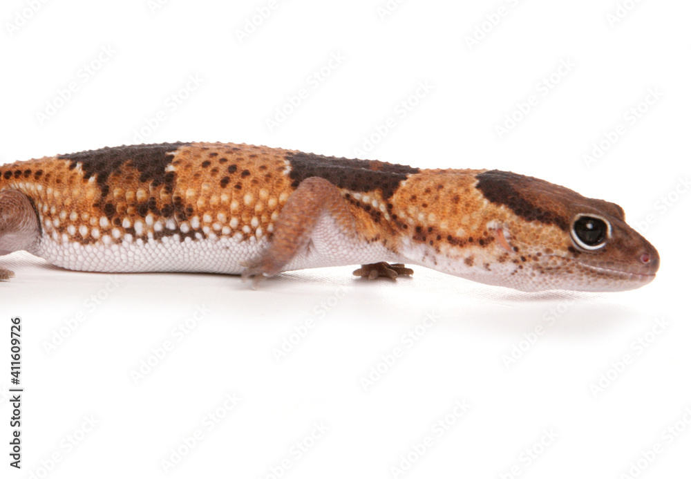 African Fat-tailed Gecko African Fat-tailed Gecko