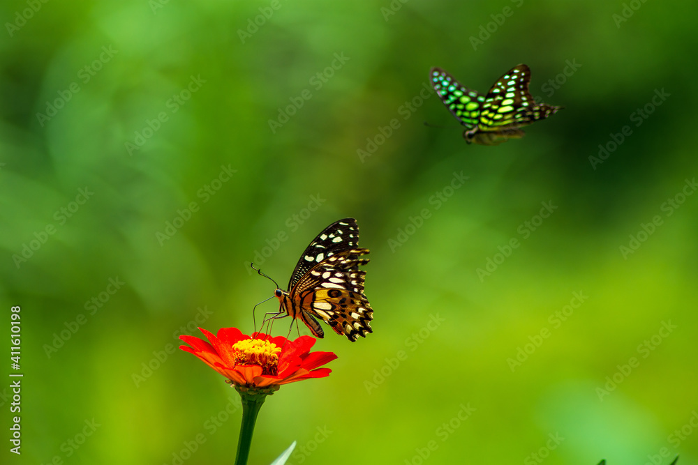 Monarch orange butterfly and bright summer flowers on a background of blue foliage in a fairy garden. Macro artistic image. Monarch orange butterfly and bright summer flowers on a background of blue foliage in a fairy garden. Macro artistic image.
