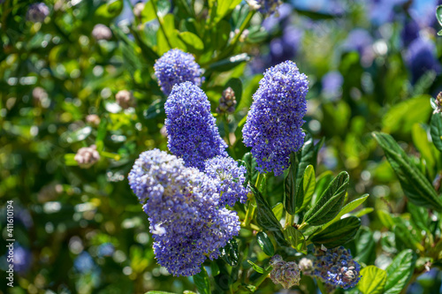 Californian Lilac flowering in the spring  photo