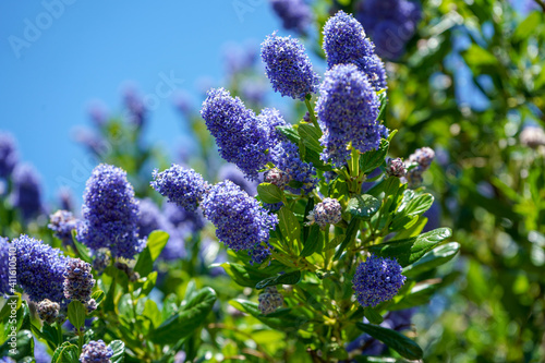 Californian Lilac flowering in the spring 