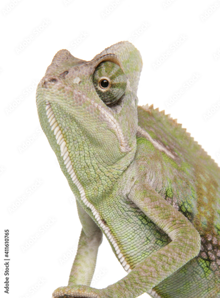 Fototapeta premium Yemen Chameleon