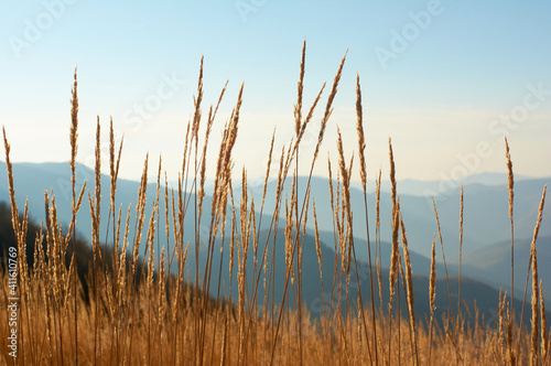 Fototapeta Naklejka Na Ścianę i Meble -  Golden wheat field and clear blue sky on a sunny day. Landscape