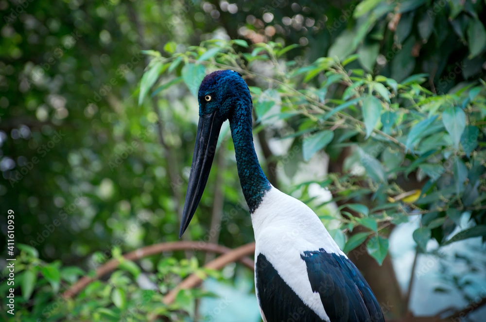 Naklejka premium black-necked stork profile