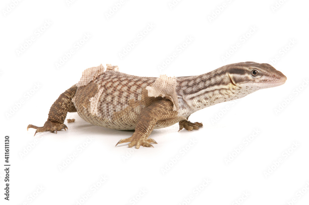 Naklejka premium Spiny-tailed Monitor