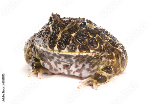 Cranwell's horned frog photo