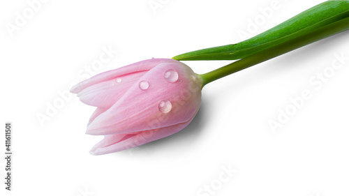 Tulip flower isolated on white background