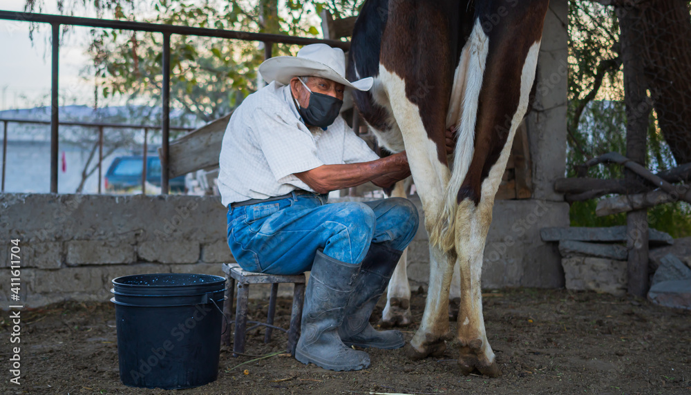 man sitting milking a cow in a farmer