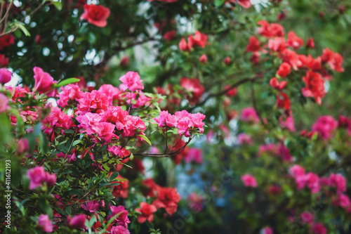 Blooming Azalea plants and Rhododendron trees in winter garden