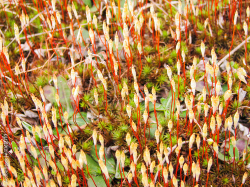 bright moss blooms in early spring in April in central Russia