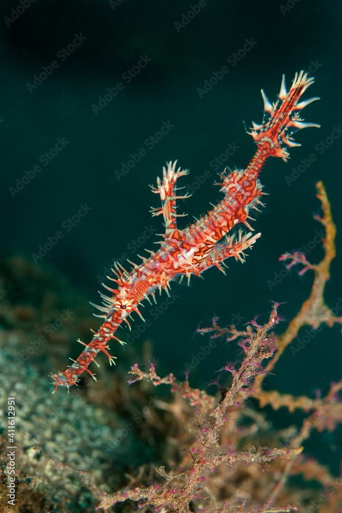 Harlequin ghost pipefish (Solenostomus paradoxus) hovering over the reef in Tulamben, Bali, Indonesia