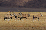 Group of Oryx antelopes in the dry Namib Desert in Namibia, Africa