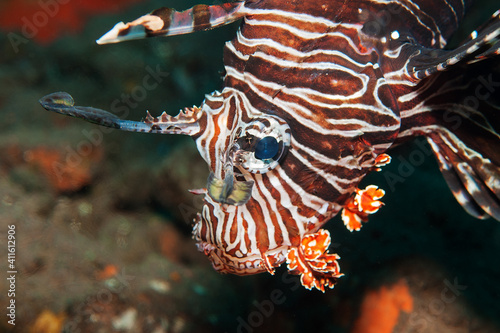 Photography Portrait of a lionfish (Pterois volitans) in Tulamben, Bali, Indonesia