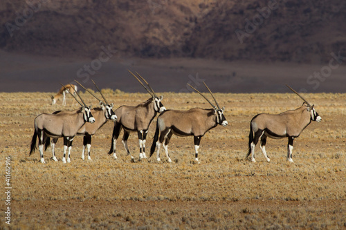 Group of Oryx antelopes in the dry Namib Desert in Namibia, Africa