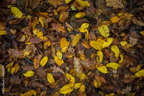 autumn leaves on the ground