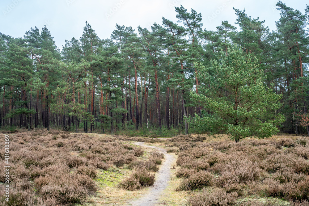 Path over Loenermark (Veluwe, The Netherlands) near Loenen.