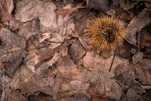 Chestnut burr on the leaves