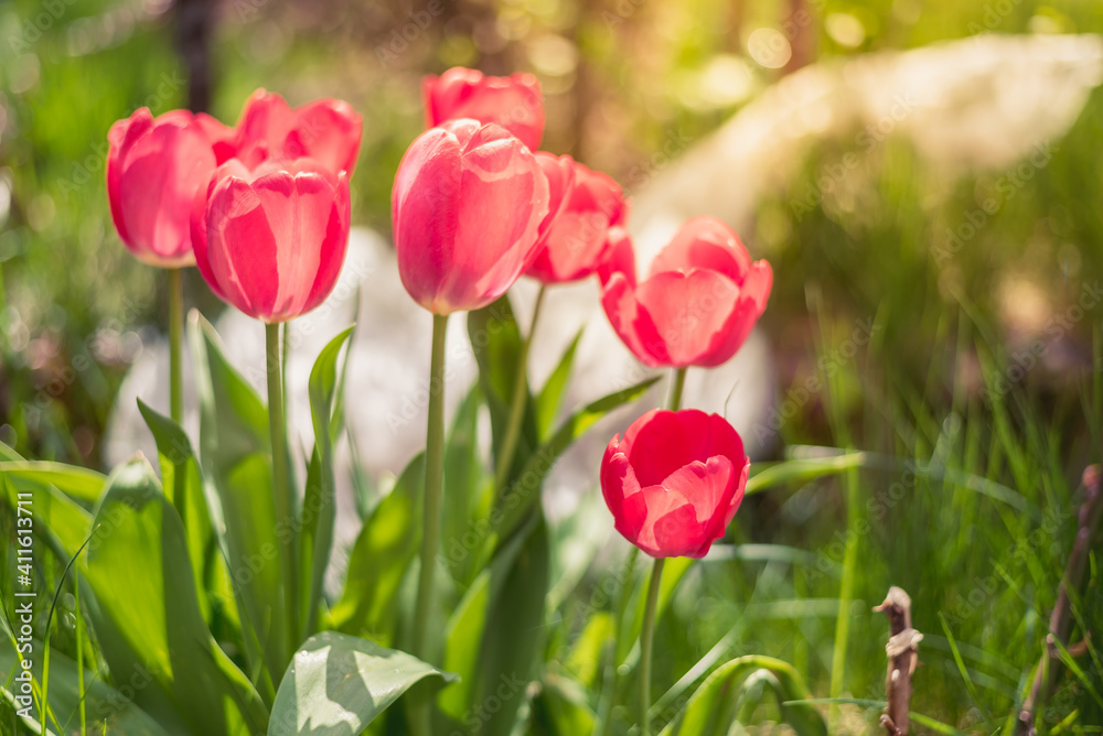 Blooming pink tulips in spring in the garden. Blooming pink tulips in spring in the garden.