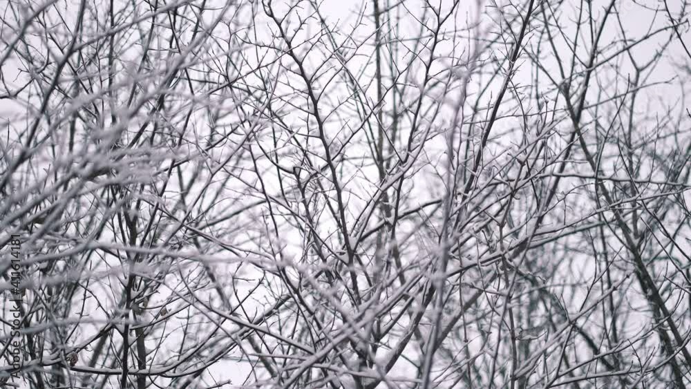Beautiful winter forest background. Heavy real snow falling against tree branches. Beautiful landscape. Slow motion Beautiful winter forest background. Heavy real snow falling against tree branches. Beautiful landscape. Slow motion