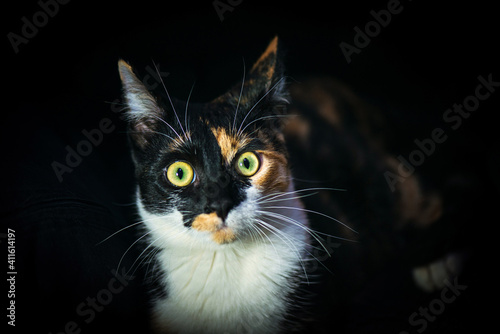 Fototapeta Naklejka Na Ścianę i Meble -   Calico cat