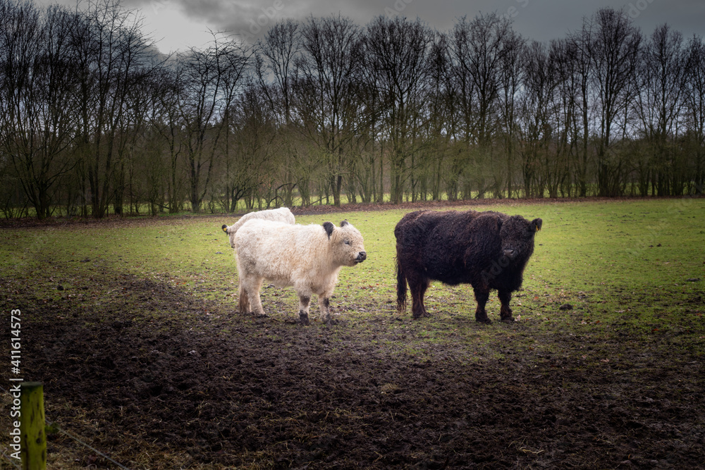 Cows in a field in Loenen (The Netherlands) Cows in a field in Loenen (The Netherlands)