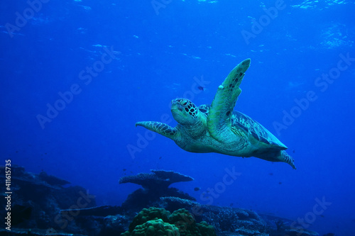 Sea turtle gliding over the reef near Sipadan Island, Malaysia © Ozcan Sisman