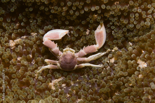 Anemone crab  Neopetrolisthes maculatus  near Kapalai  Malaysia