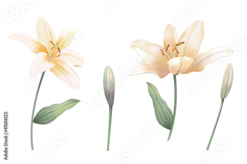 lily vintage realistic illustration on white background. Floral pastel watercolor style.