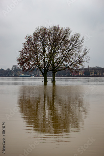 tree at winter time standing in high water, flood of rhine river at Cologne, reflection in water © Stockhausen