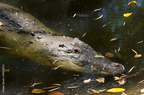 saltwater crocodile at water surface