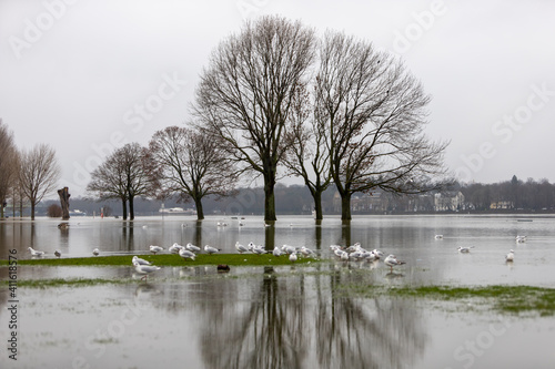 seagulls on grassland flooded by high water from flood of rhine river