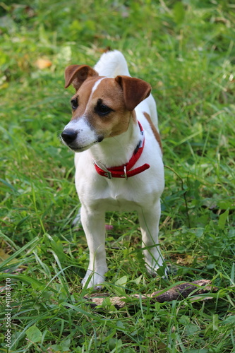 jack russell terrier