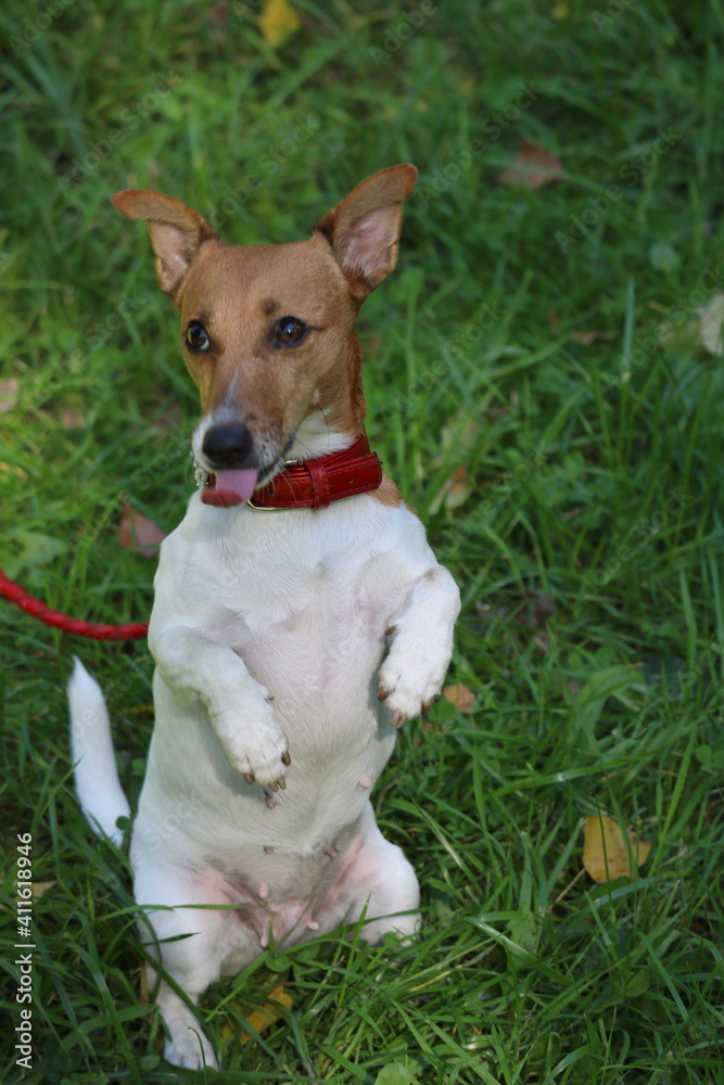 jack russell terrier playing with ball jack russell terrier playing with ball