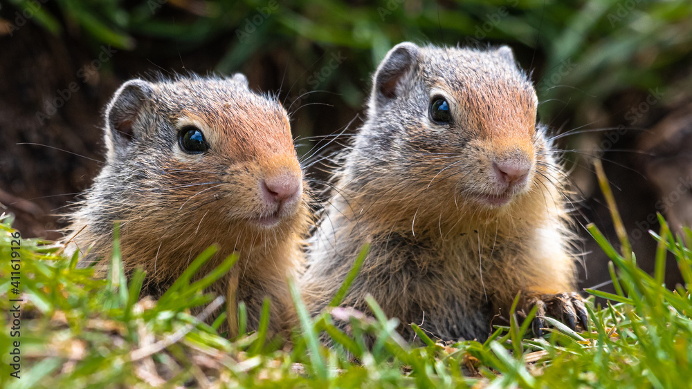 Pair of Columbia Ground Squirrel siblings looking out of their den near Castle Junction in Banff National Park Canada Pair of Columbia Ground Squirrel siblings looking out of their den near Castle Junction in Banff National Park Canada
