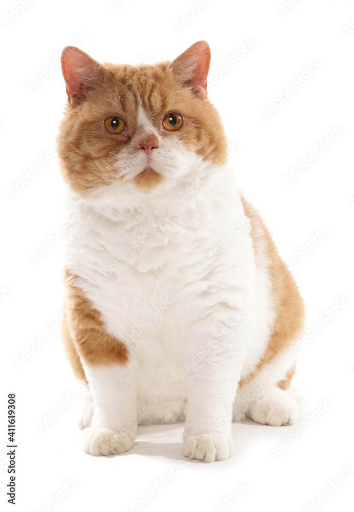 Obraz premium Red and White Short Hair Selkirk Rex Cat