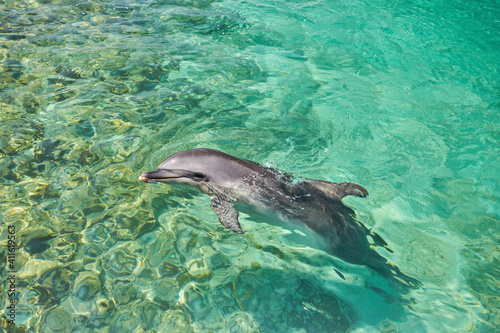 Beautiful dolphin smiling in blue swimming pool water on clear sunny day.