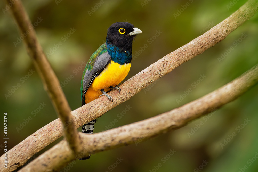 Gartered trogon - Trogon caligatus also northern violaceous trogon, yellow and dark blue, green passerine bird,  in forests Mexico, Central America, to Colombia, Ecuador Venezuela