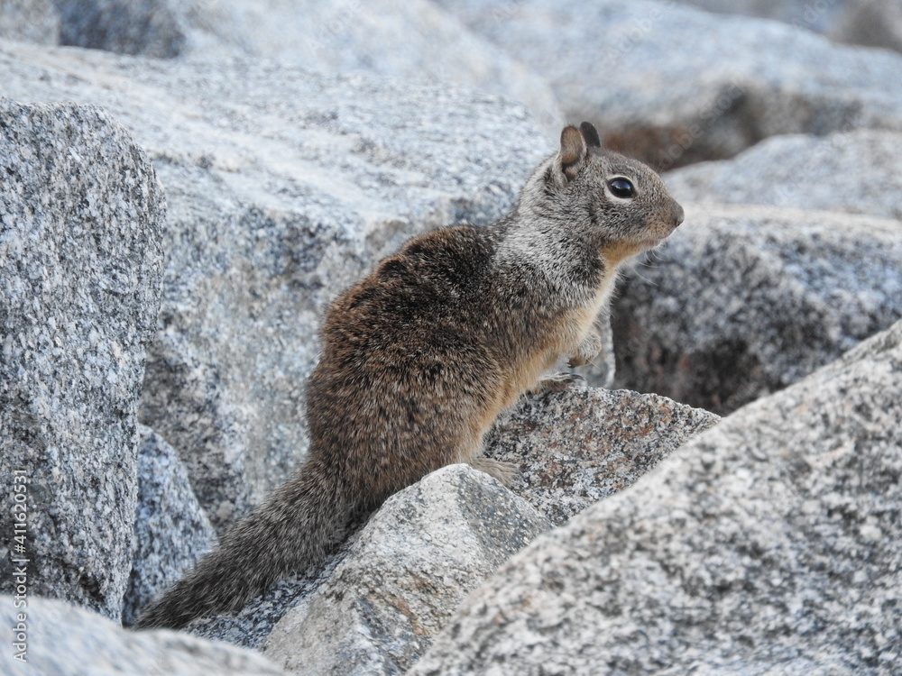 Naklejka premium A ground squirrel climbing around on granite rocks in San Bernardino County, California.