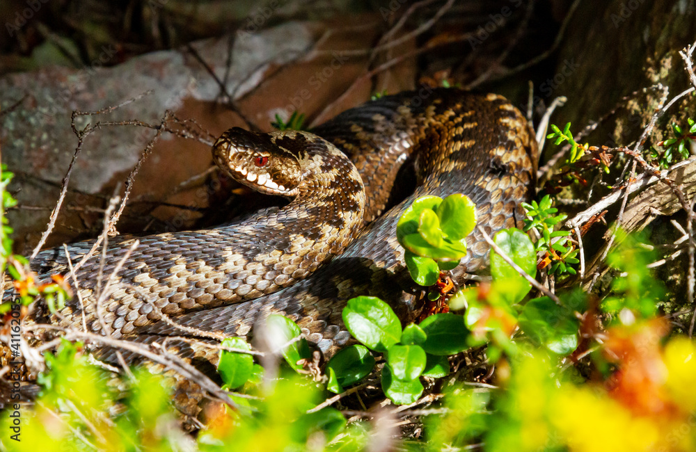 Snake, common viper basking in the sun, Kola Peninsula, Murmansk region, Russia. Snake, common viper basking in the sun, Kola Peninsula, Murmansk region, Russia.