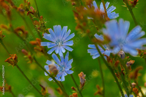 Blue chicory flowers on a background of green grass