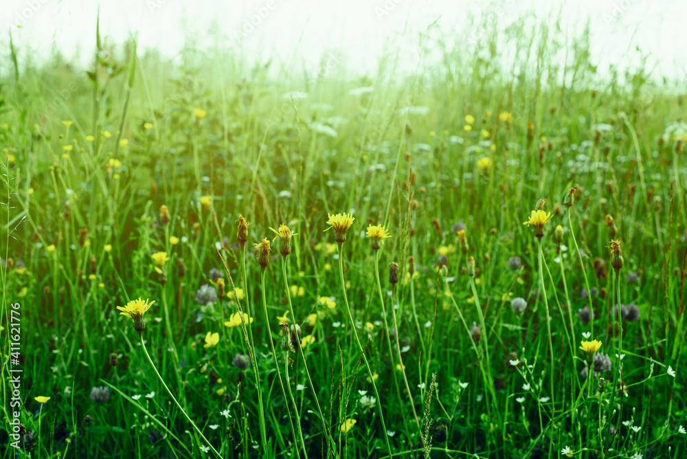 Green meadow during the summer.Meadow lit by sun. Green meadow during the summer.Meadow lit by sun.